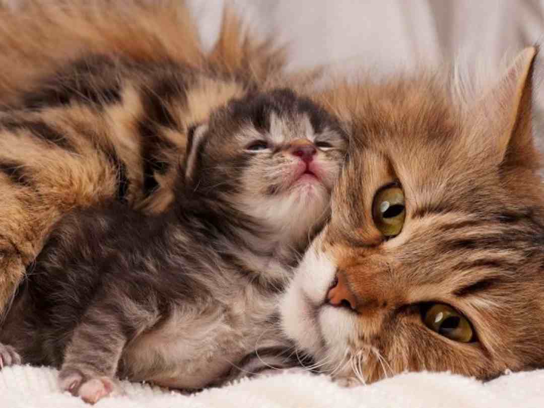 Mèo mẹ và mèo con