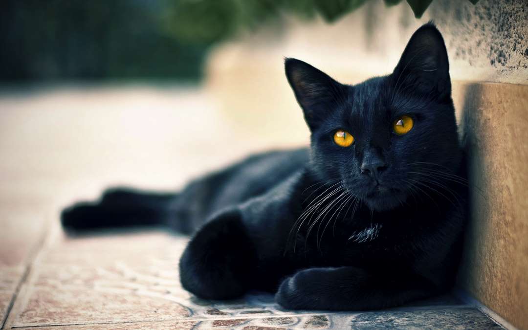 Mộng thấy mèo đen