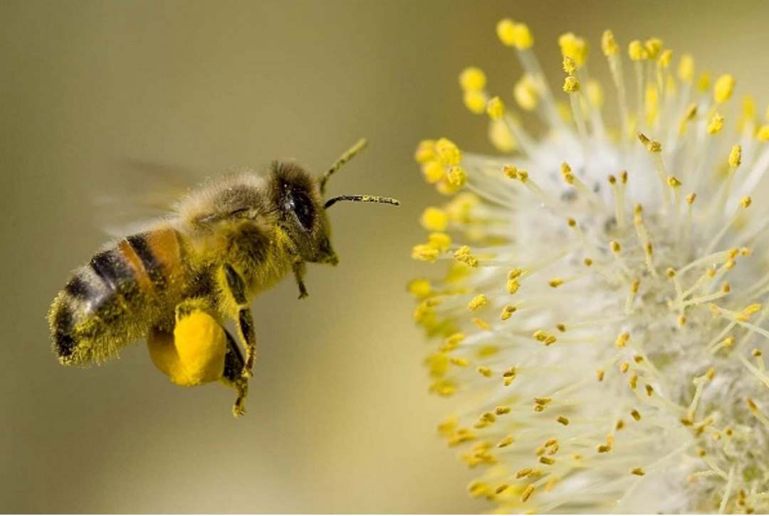 Mơ thấy ong đang hút mật hoa