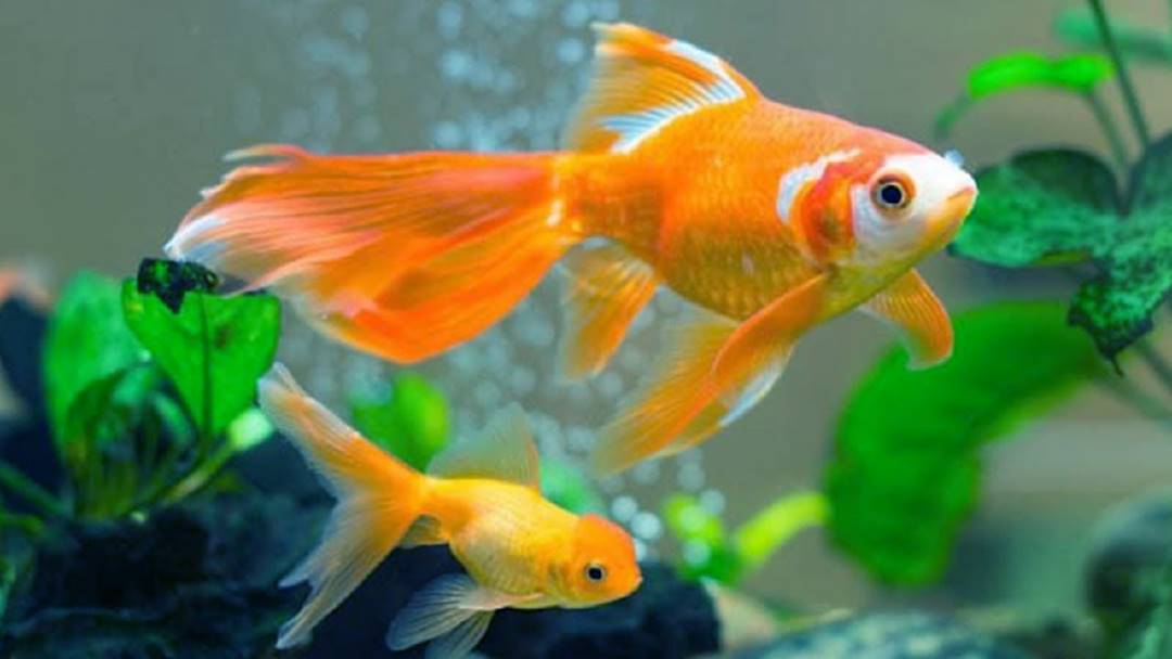 Cá là loài vật sống dưới nước và tượng trưng cho sự may mắn