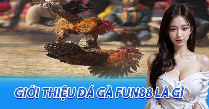 Đá gà Fun88 là sảnh cá cược đặc sắc tại không thể bỏ lỡ